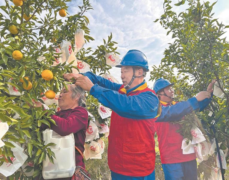 四川省西充縣：供電保障進鄉村 生態產業更紅火
